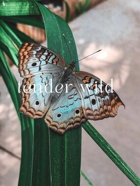 Welcome to Tender Wild ✨